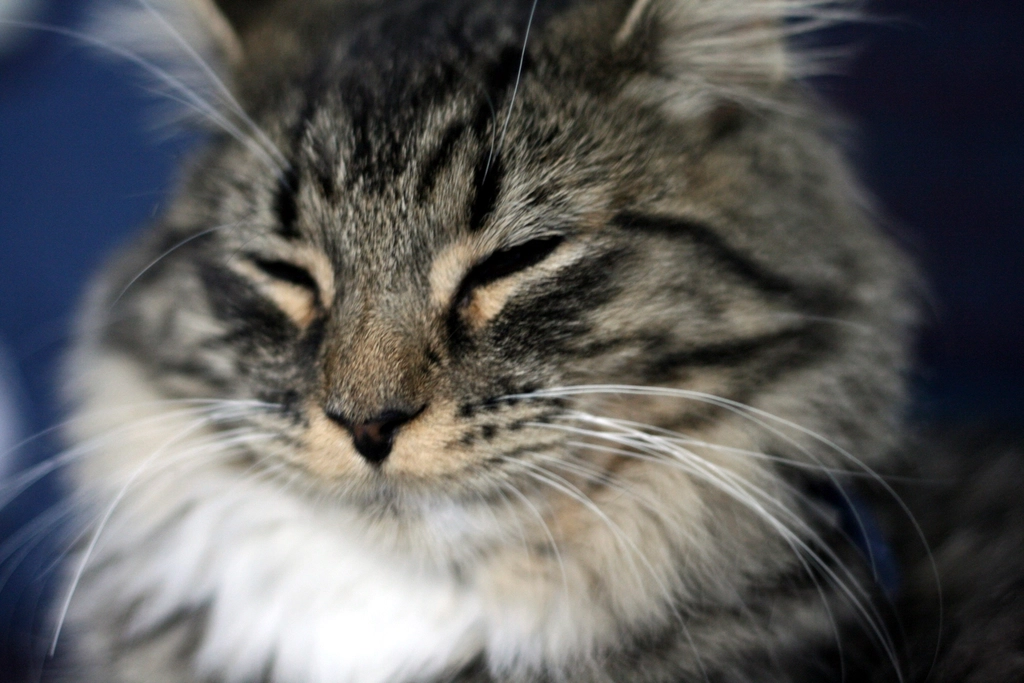 客座文章寫作技巧