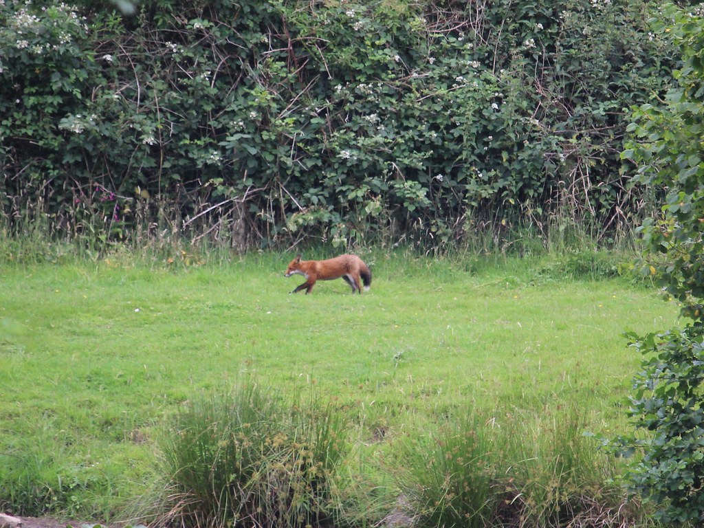本地搜尋結果優化技巧